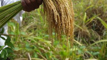 Uruguay podrá comenzar a exportar arroz a Ecuador y negocia un arancel a tasa cero. Uruguay podrá comenzar a exportar arroz a Ecuador y negocia un arancel a tasa cero.