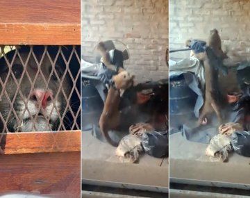 Susto en Santa Fe por un puma que apareció en el patio de una casa