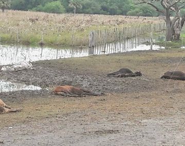 Al menos 50 mil animales murieron por las inundaciones&nbsp;