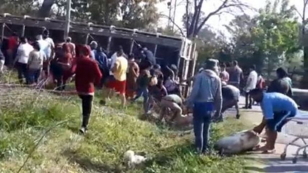 IMÁGENES SENSIBLES: Volcó un camión con cerdos en Pilar y vecinos los carnearon en plena calle