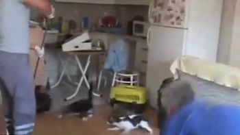 abrieron un sofa y liberaron a una docena de gatos que estaban encerrados abrieron un sofa y liberaron a una docena de gatos que estaban encerrados