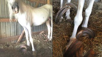 rescataron a tres caballos desnutridos; dos tenian pezunas de un metro rescataron a tres caballos desnutridos; dos tenian pezunas de un metro