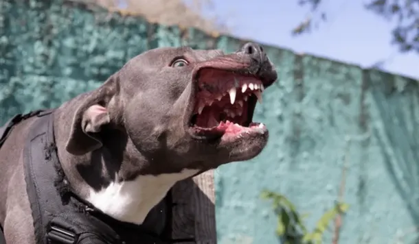 Mendoza: cinco perros pitbull atacaron a un neurocirujano