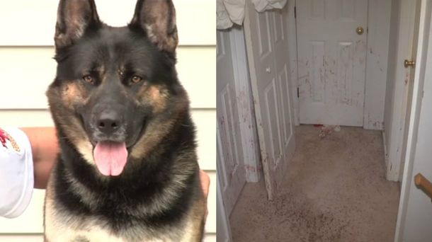 El perro defendió la casa mientras su familia estaba afuera