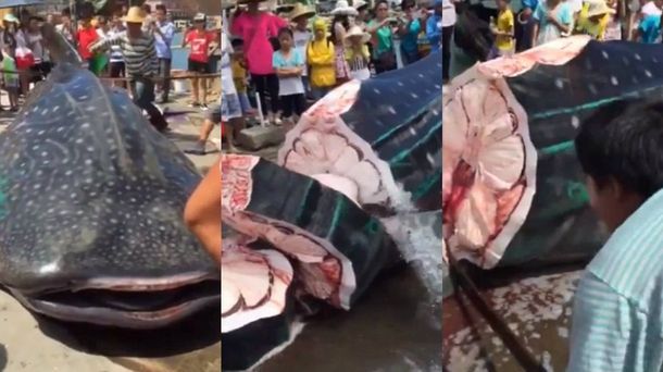 Descuartizan vivo a un tiburón ballena en un mercado de la China