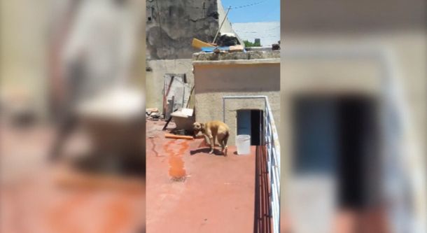 VIDEO: Dejó a su perra atada en una terraza bajo el sol por varias horas