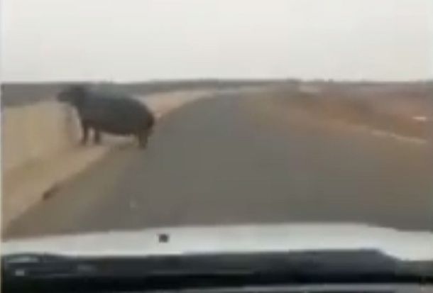 Un hipopótamo chocó un auto