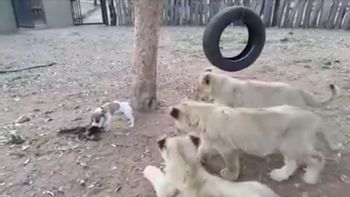 video: un cachorro se enfrenta a tres leones que querian sacarle la comida video: un cachorro se enfrenta a tres leones que querian sacarle la comida