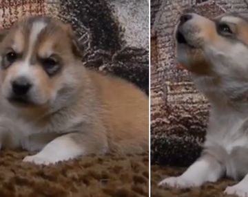 Cachorro intenta aullar