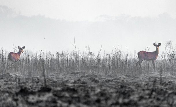 Cuándo llueve en Corrientes