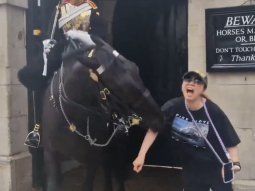 un caballo de la guardia real mordio a una turista en el reino unido y es viral un caballo de la guardia real mordio a una turista en el reino unido y es viral