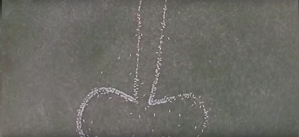 Campesino travieso: usó ovejas para dibujar un pene gigante