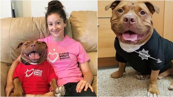 final feliz: una perrita pitbull no puede dejar de sonreir luego de ser adoptada final feliz: una perrita pitbull no puede dejar de sonreir luego de ser adoptada