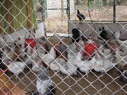 Pollos