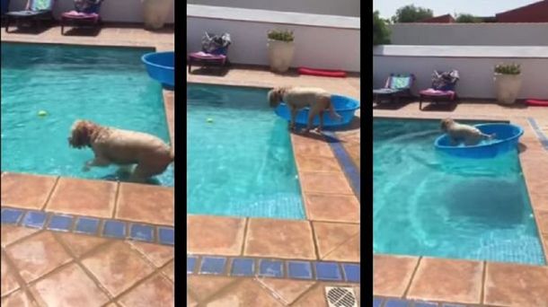 Super inteligente: perro agarró pelota de una pileta sin mojarse