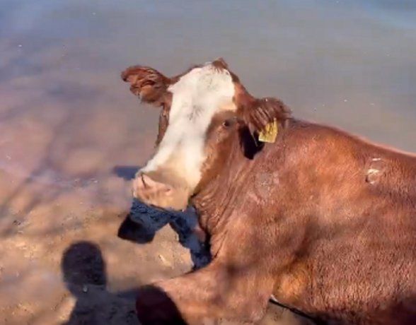 Corrientes: la dramática situación de los animales después de los incendios