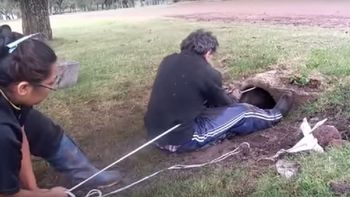 video: espectacular rescate de cachorros en un desagüe video: espectacular rescate de cachorros en un desagüe