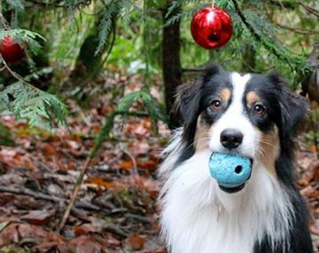 Secret protagoniza el viral navideño del momento