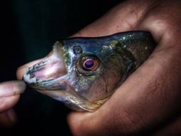 Otra vez las palometas: dejaron 5 heridos en Posadas