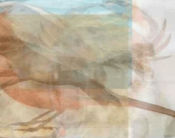 Lo que más valoras en una relación según el animal que veas primero.