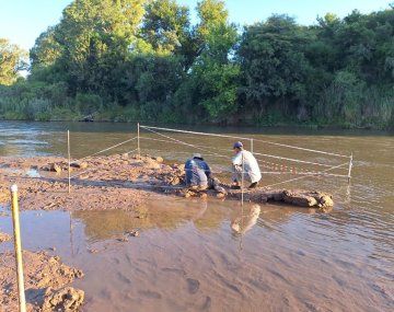 Córdoba: joven descubrió restos de un gliptodonte en un río
