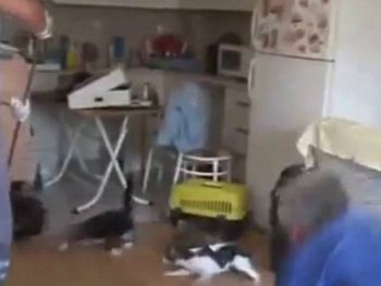 Abrieron un sofá y liberaron a una docena de gatos que estaban encerrados