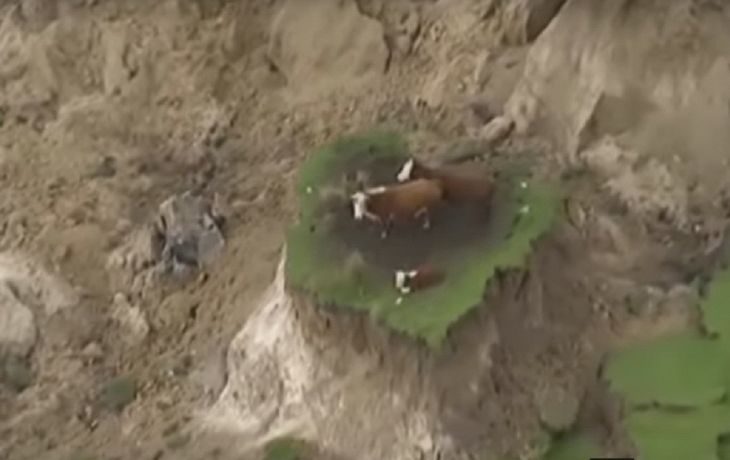 Tres vacas atrapadas tras el terremoto de Nueva Zelanda