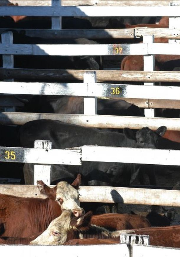 Vacas_DyN