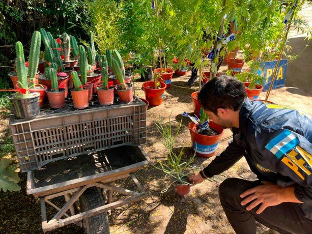 Allanan viveros de Morón, Moreno y La Matanza por la venta ilegal de un cactus alucinógeno