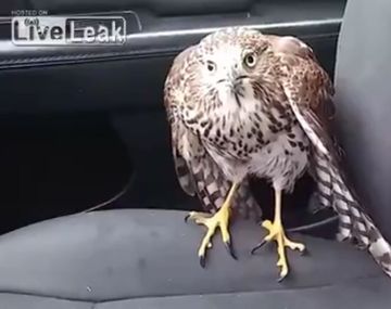 Un águila busca refugio del huracán en un taxi