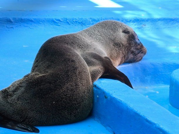 La desnutrición fue la principal causa de atención de la fauna marina durante 2022