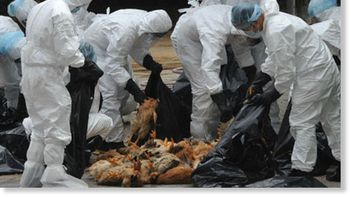 seis millones de aves, sacrificadas en mexico por la gripe aviar seis millones de aves, sacrificadas en mexico por la gripe aviar