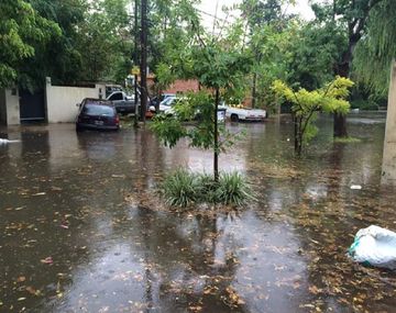 Se registran anegamientos y caída de árboles tras el fuerte temporal