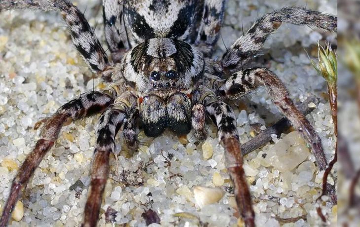 Apareció una peligrosa araña, que se creía extinta, que disuelve los órganos de sus víctimas