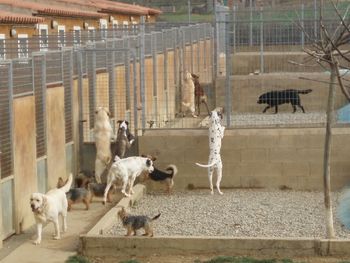 Perros3