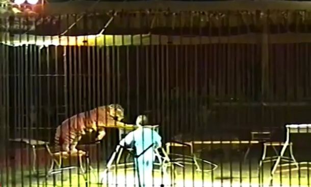 Un domador de tigres murió tras ser atacado por cuatro de sus felinos