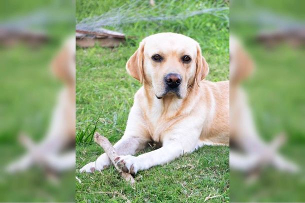 Perdió a su perro y lo busca con una emocionante carta que se volvió viral&nbsp;