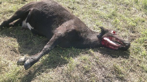 ¿Chupacabras? Aparecieron vacas mutiladas en Córdoba
