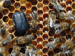 ¿Fue la abeja?: los motivos por los que hay alerta sanitario en el país