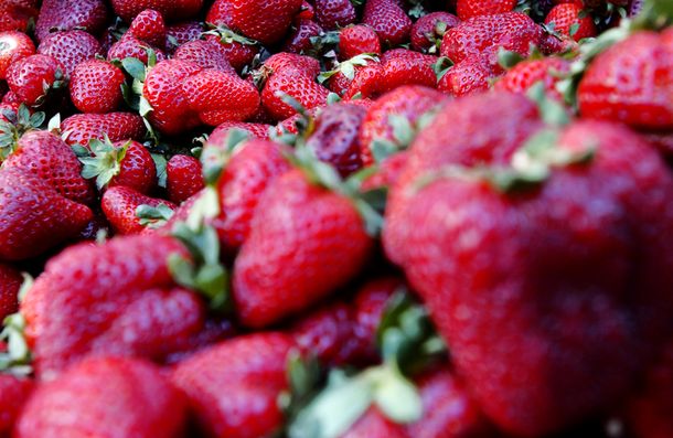 Consumir frutillas es sinónimo de incorporar fibras, vitaminas y antioxidantes al cuerpo humano. Consumir frutillas es sinónimo de incorporar fibras, vitaminas y antioxidantes al cuerpo humano.