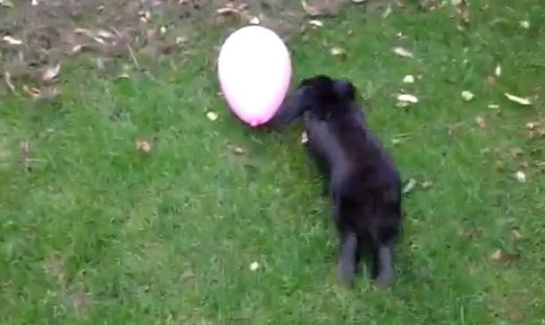 El amor imposible de este conejo es un globo rosa