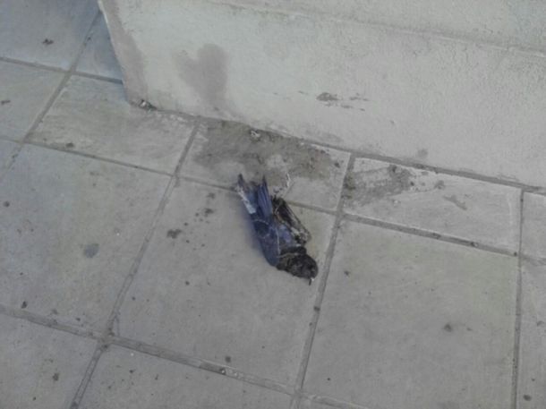 Por culpa de una paloma, la ciudad de Tandil se quedó sin luz