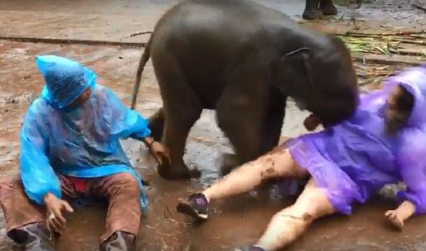 Un elefante bebé se acostó sobre una turista