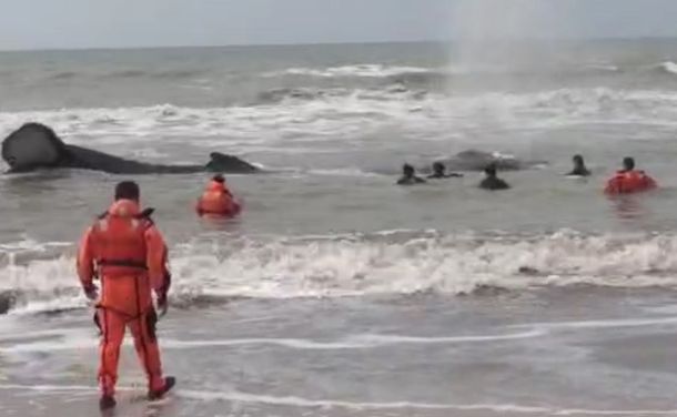 Prefectura intenta rescatar a una ballena encallada en Mar del Tuyu