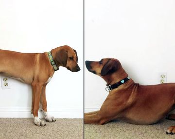 Así crece una perra en apenas 23 segundos