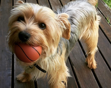 Misteriosa desaparición de un perro yorkshire en un country: Es nuestra familia