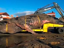 inmensa tristeza: asi trasladaron a la ballena que murio en mar del tuyu inmensa tristeza: asi trasladaron a la ballena que murio en mar del tuyu