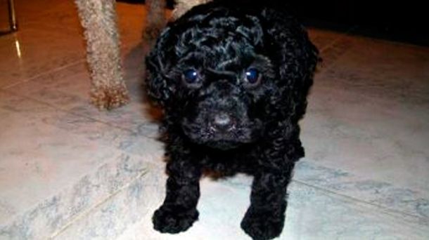 Le robaron un caniche a un nene y pagaron rescate para recuperarlo