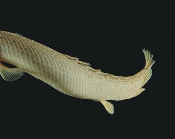 Un pez revela un dato clave en la evolución del ser humano