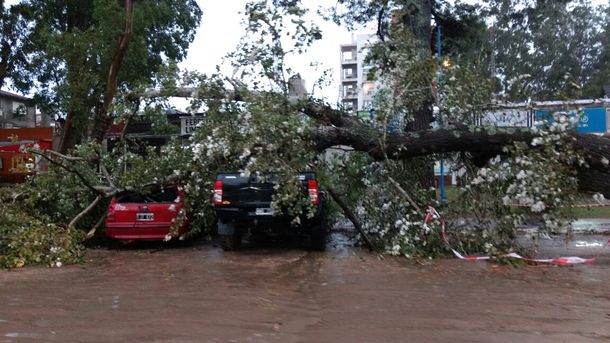 La caída de árboles provocó destrozos